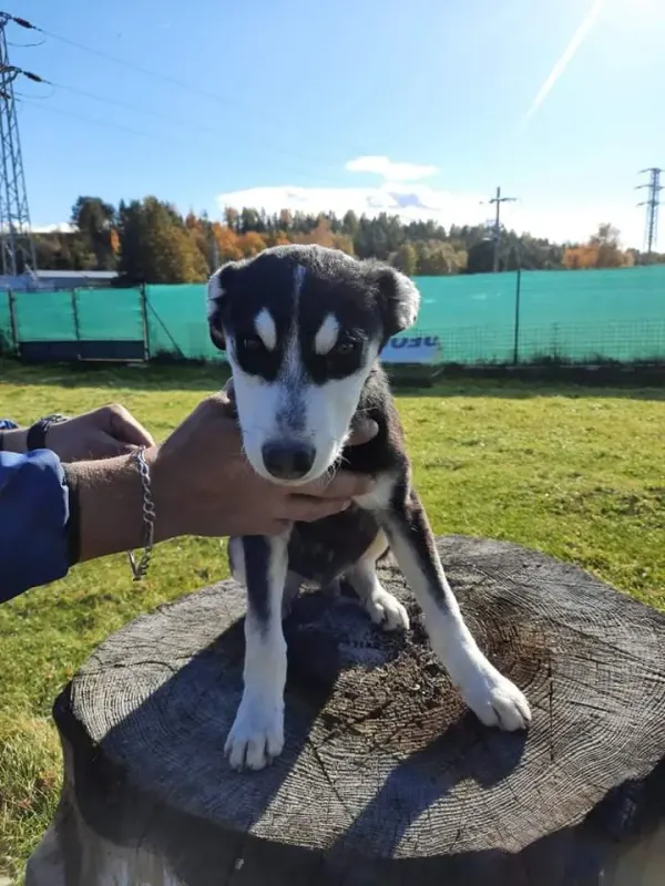 Max