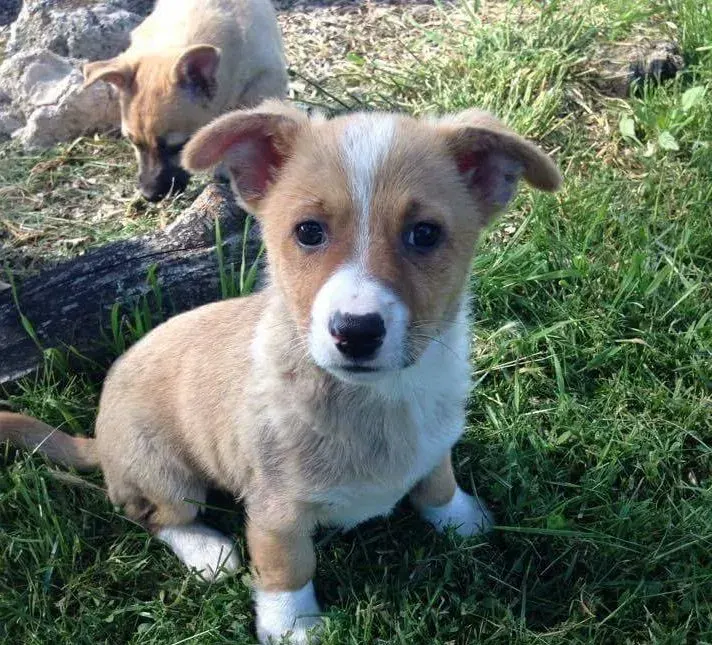 Max