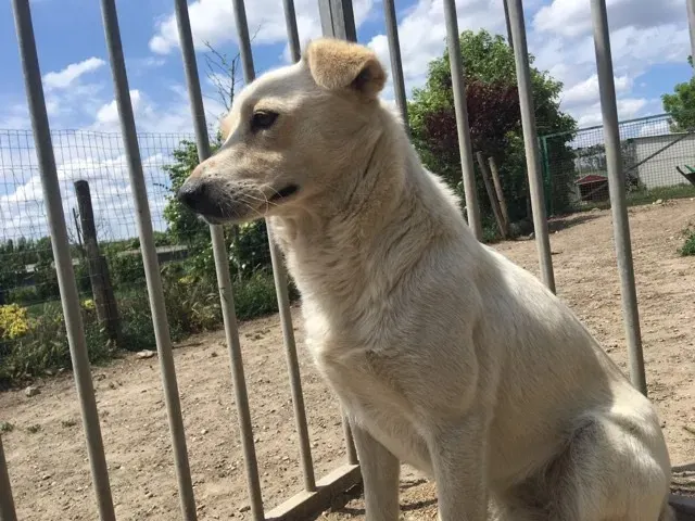 Maya
