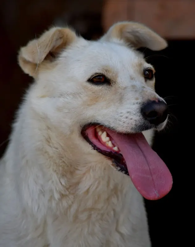 Maya
