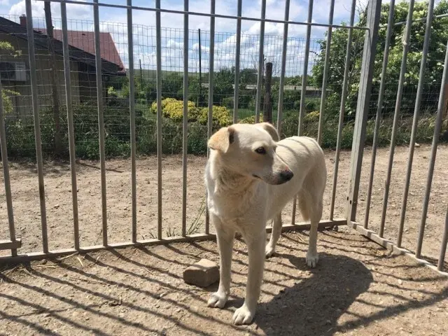 Maya