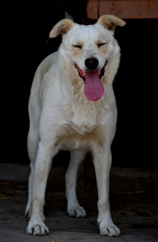 Maya