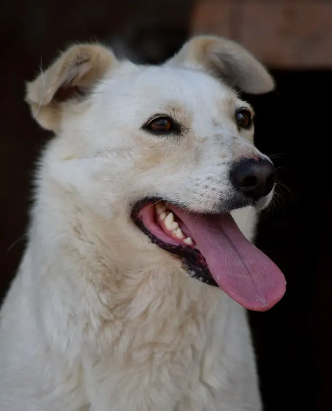 Maya