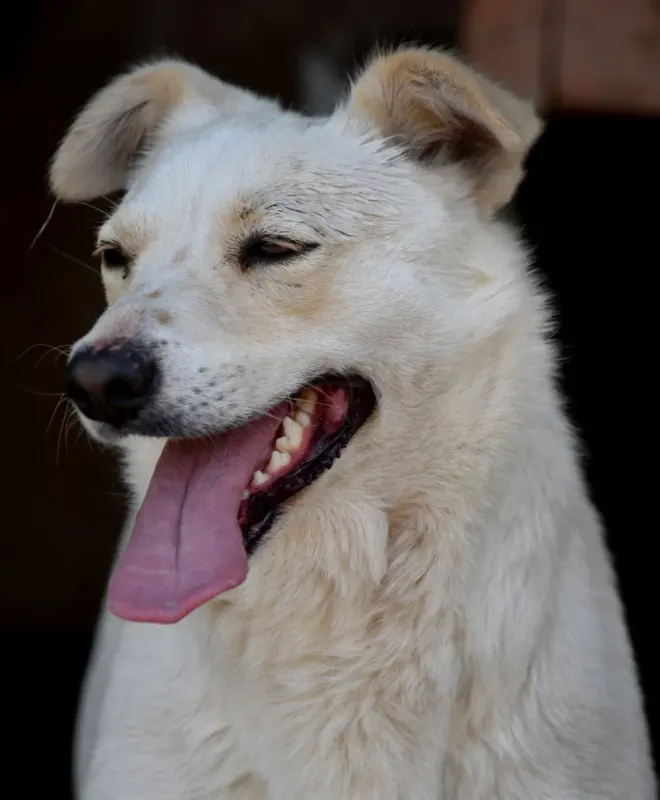 Maya