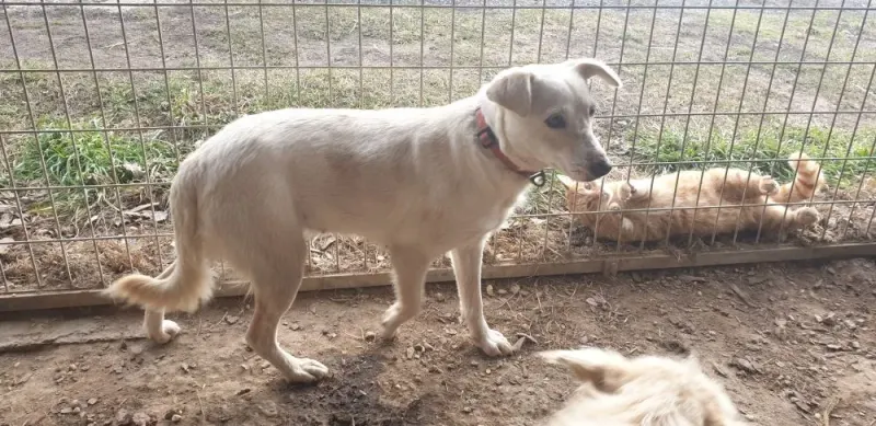 Maya