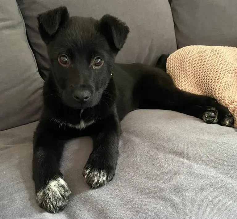 Bosco
