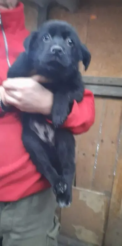 Bosco
