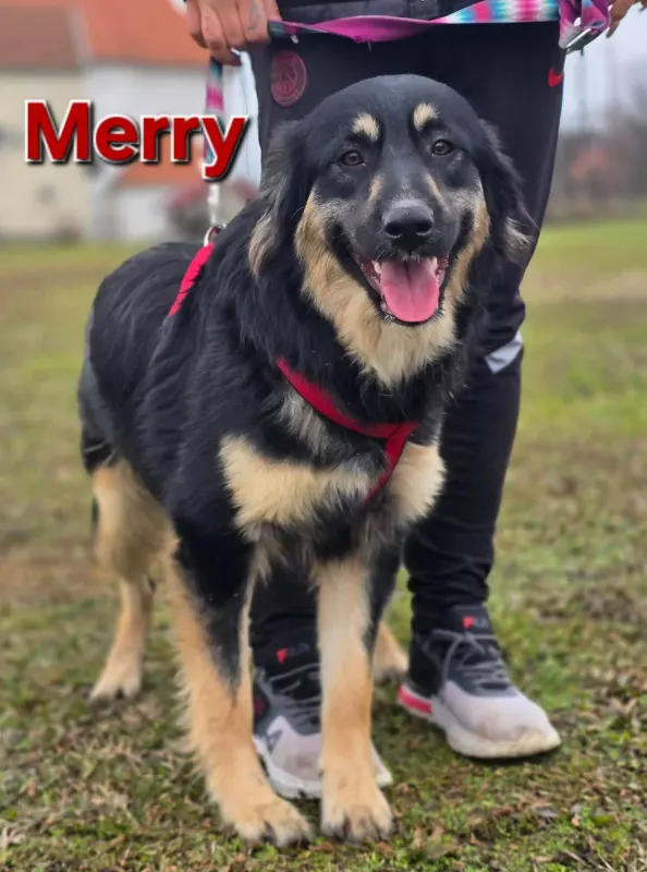 Merry