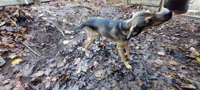 Micah