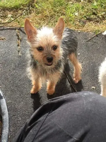 Mika