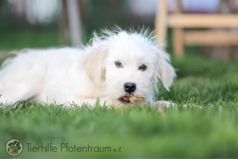 Milly