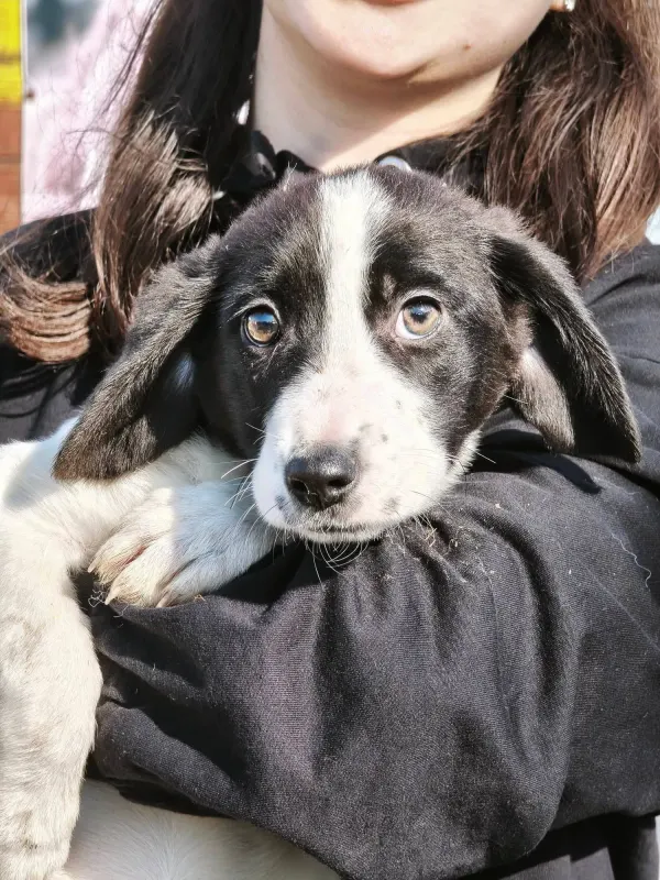 Mimi