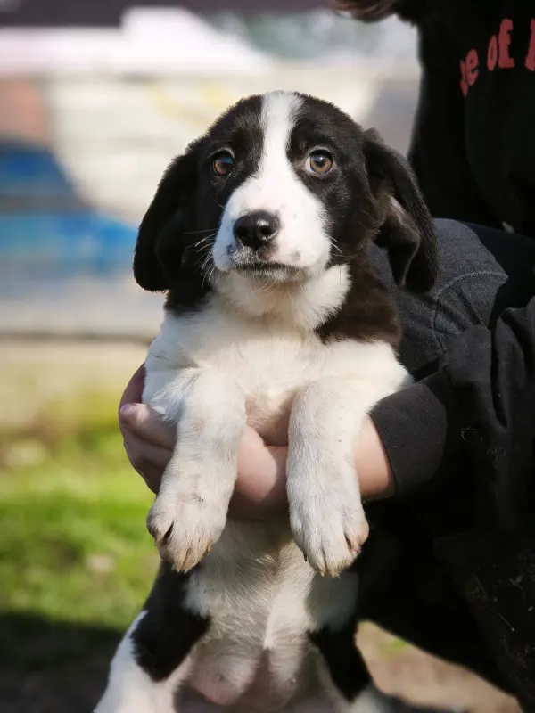 Mimi