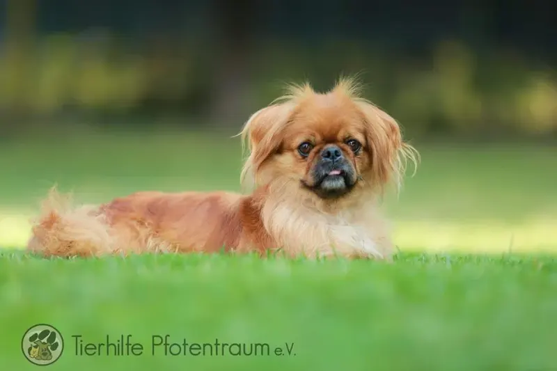 Mimi