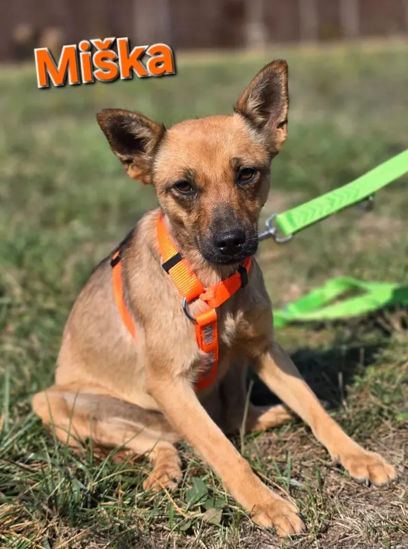 Miska
