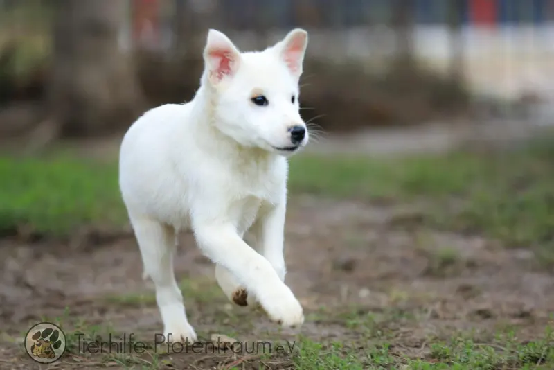Moe