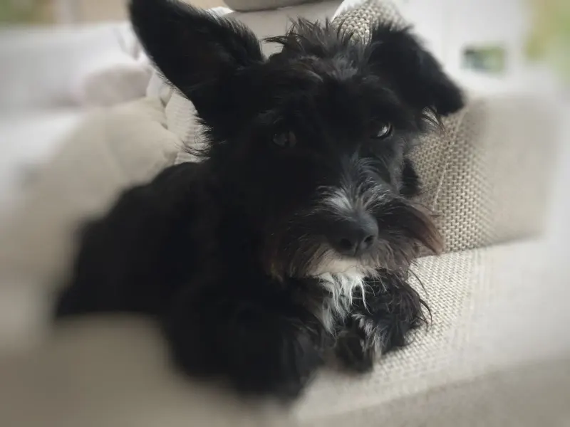 Molly