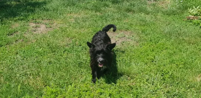 Molly