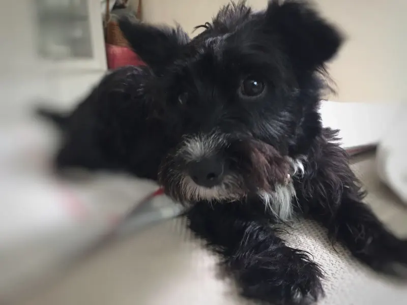 Molly
