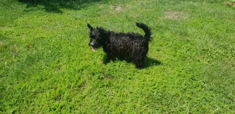 Molly