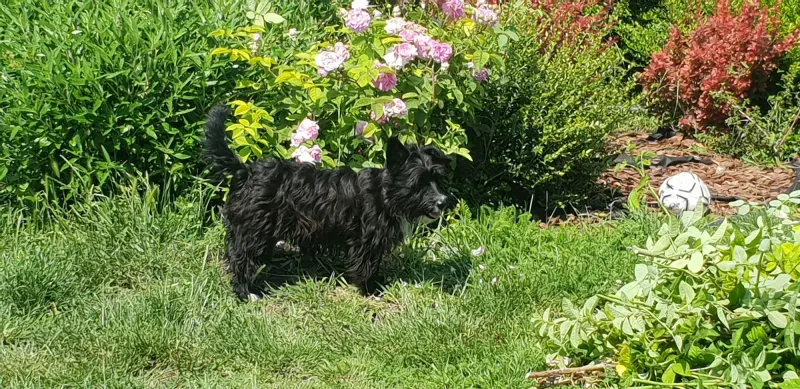 Molly