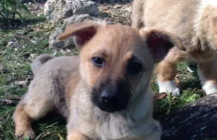 Moritz