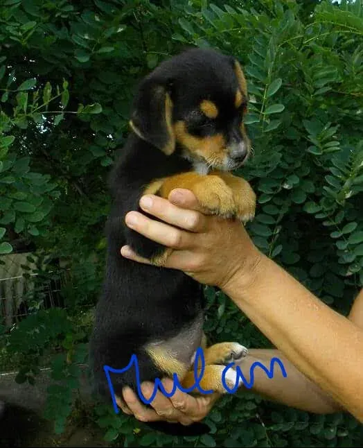 Mulan