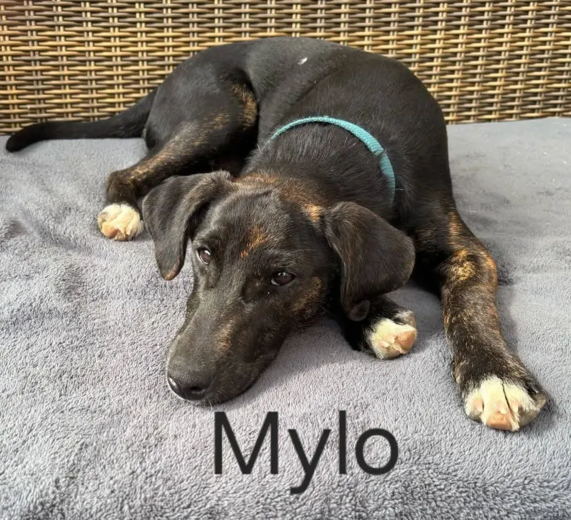 Foto von Mylo