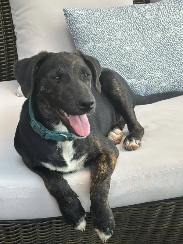 Mylo