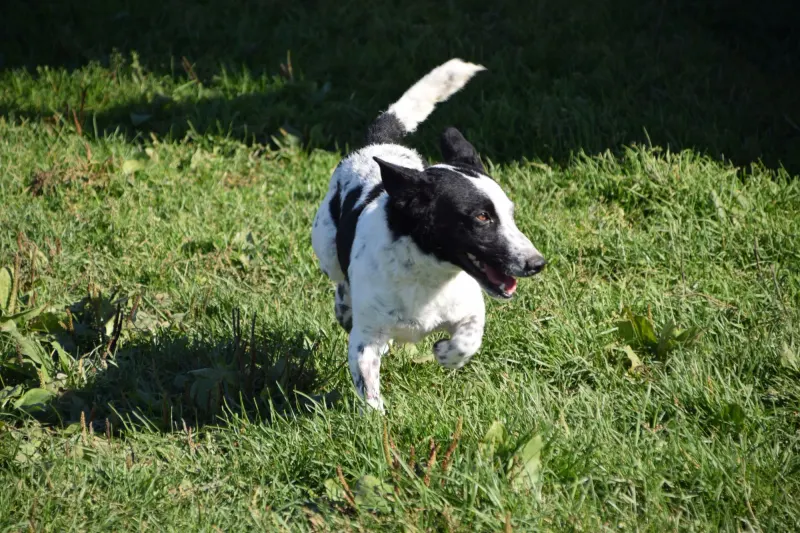 Mylo