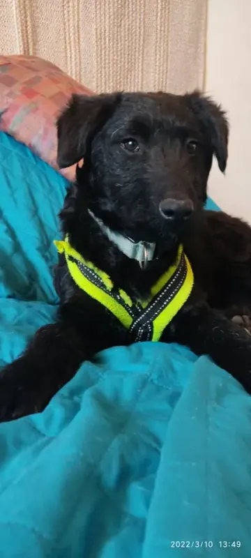 Nacho