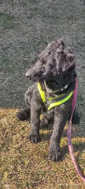 Nacho