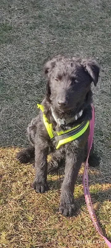 Nacho