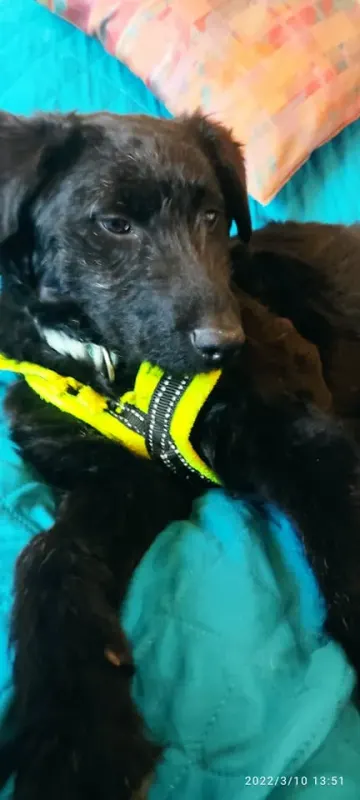 Nacho