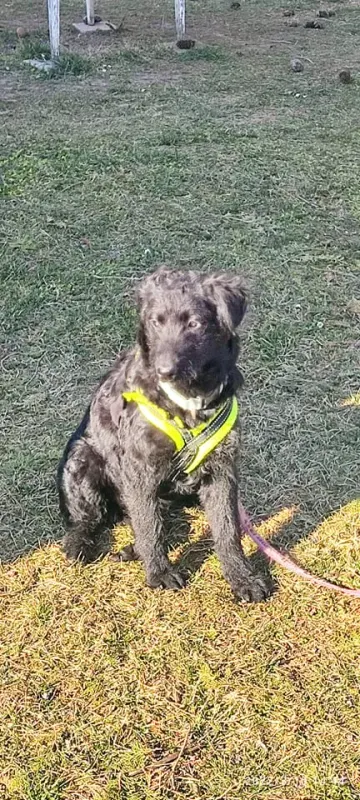 Nacho