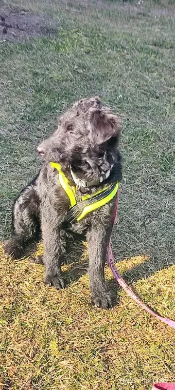 Nacho