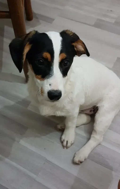 Nala
