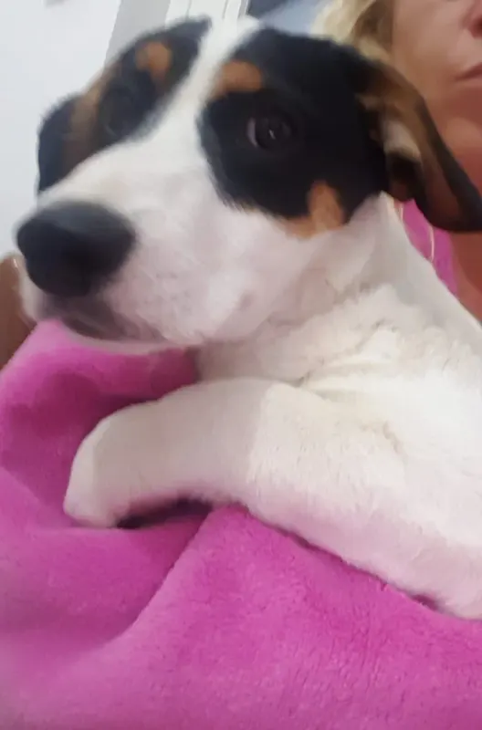 Nala