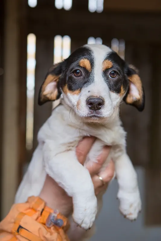 Nala