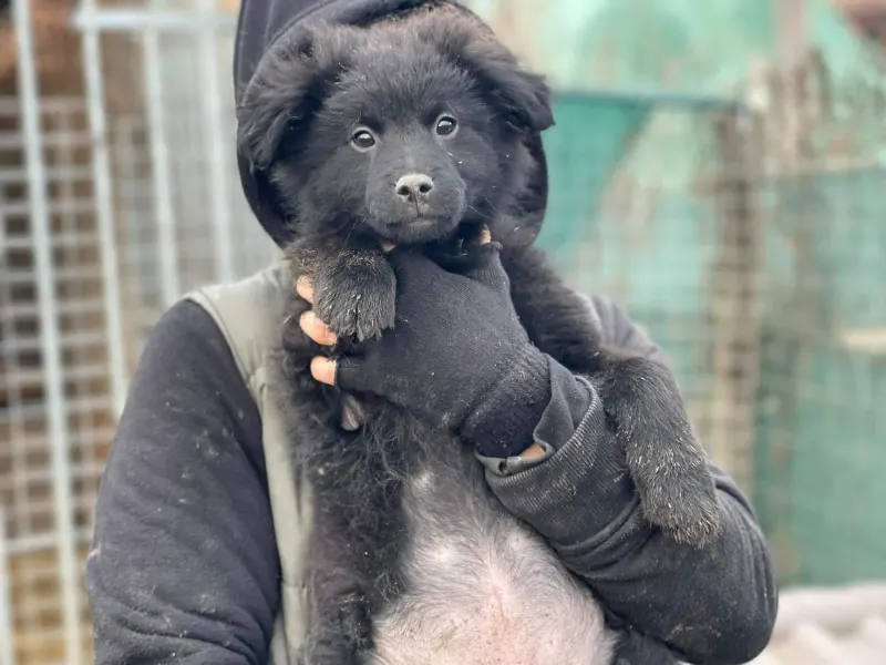Negra