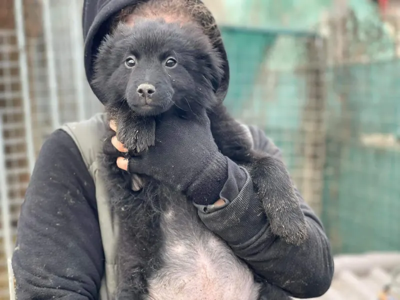 Negra