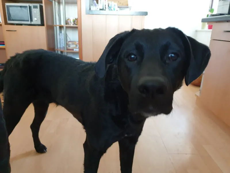 Negro