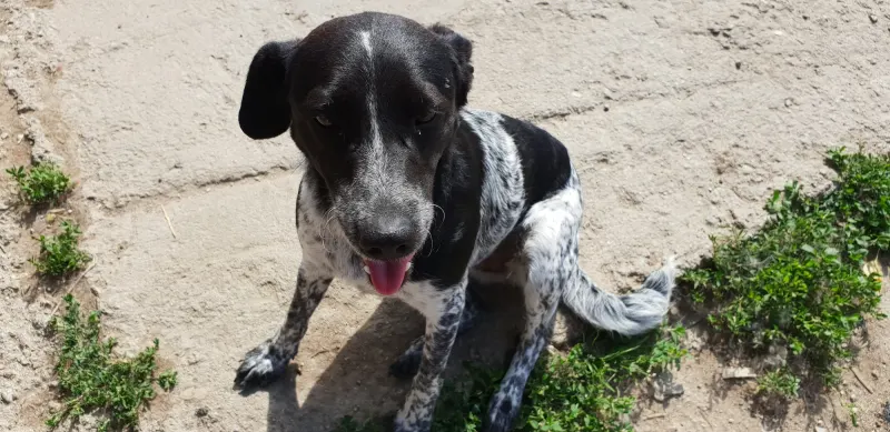 Nelka