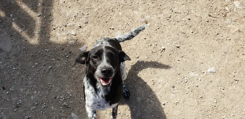 Nelka