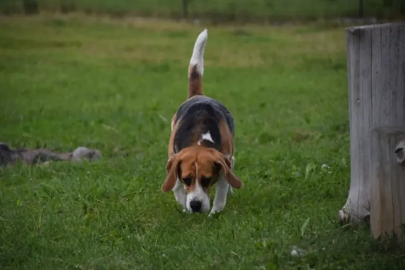 Nelli