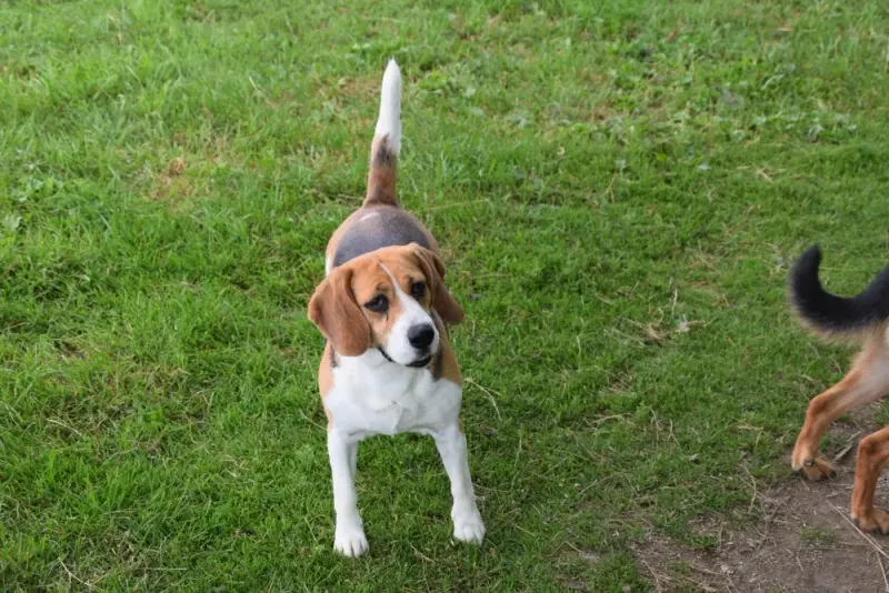 Nelli