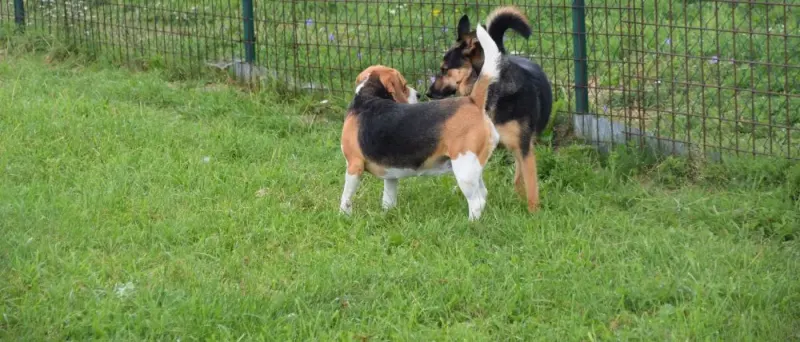 Nelli