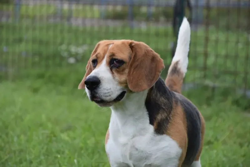 Nelli