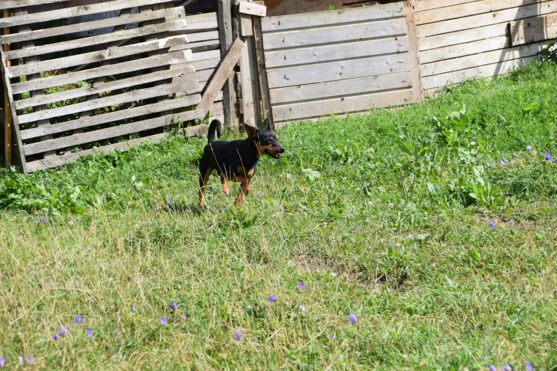 Niko