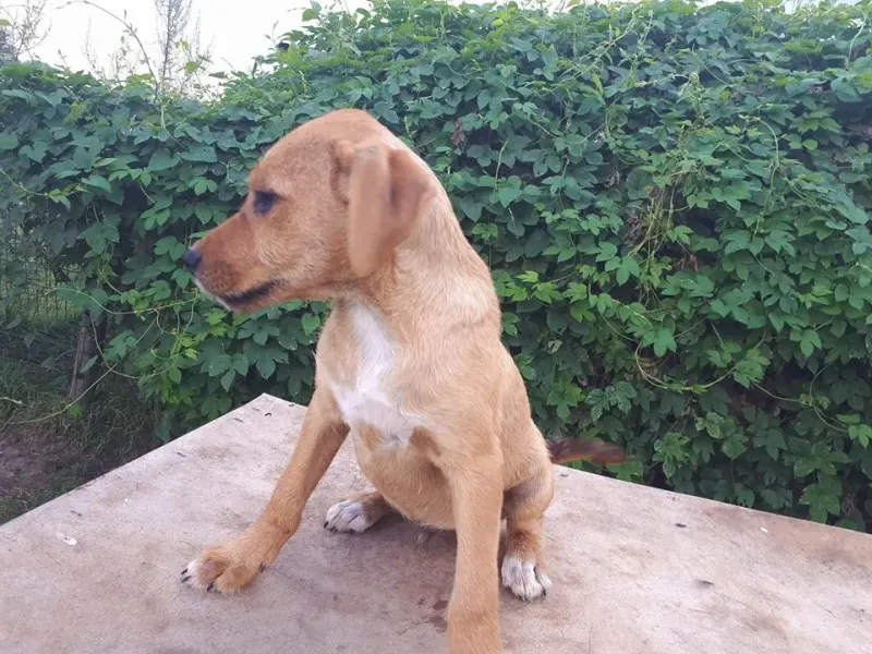 Nilo